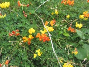 Wildflowers of the Dingle Peninsula.
