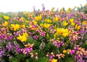 Kerry Wildflowers: Heather and Gorse